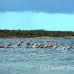 flamingo_pink_wc_h_0146_tci0146.jpg